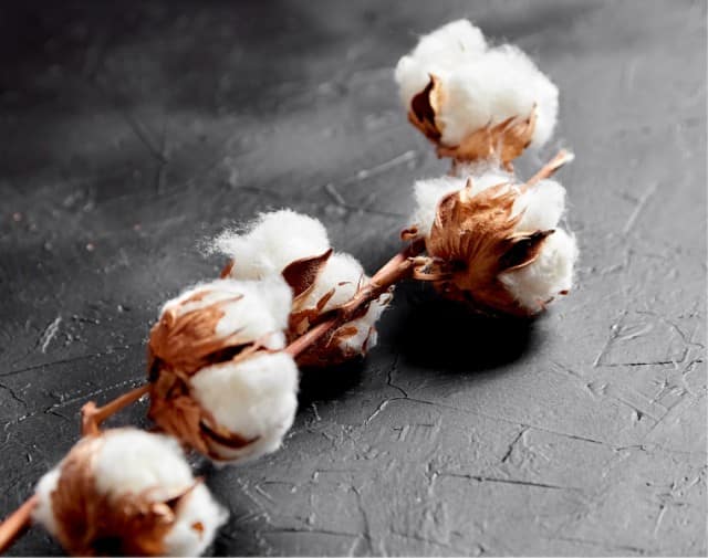 Aufnahme einer Baumwollpflanze Aufnahme einer Baumwollpflanze