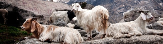 Auf dem Bild sind mehrere langhaarige Ziegen zu sehen, die zwischen Felsen in einer bergigen Landschaft liegen oder stehen.