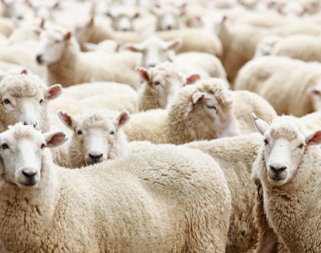 Auf dem Bild ist eine große Herde weißer, dicht bewollter Schafe zu sehen, die eng beieinanderstehen.