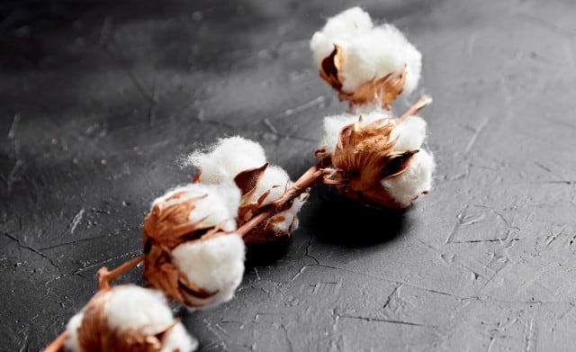 Das Bild zeigte eine  eines Baumwollzweigs mit weiß aufgebauschten Baumwollfasern in braunen, geöffneten Samenkapseln.