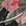 schwarz/rosenrot schwarz/rosenrot