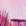 pink pink