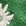 grasgrün grasgrün